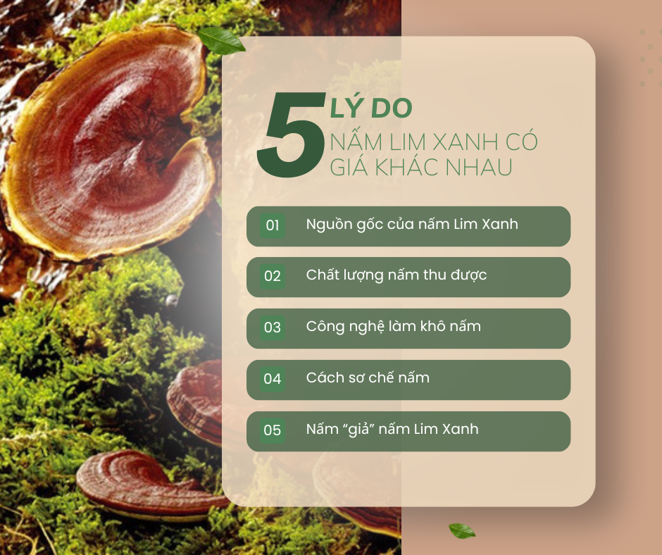 Nấm Lim Xanh giá bao nhiêu 1kg? nấm lim xanh TRIMICO